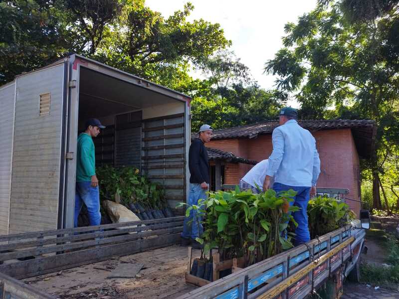 Agricultores de Anchieta recebem 15 mil mudas de cacau