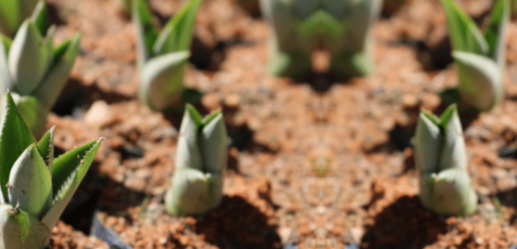 Produtores recebem capacitação para produzir mudas sadias de abacaxi