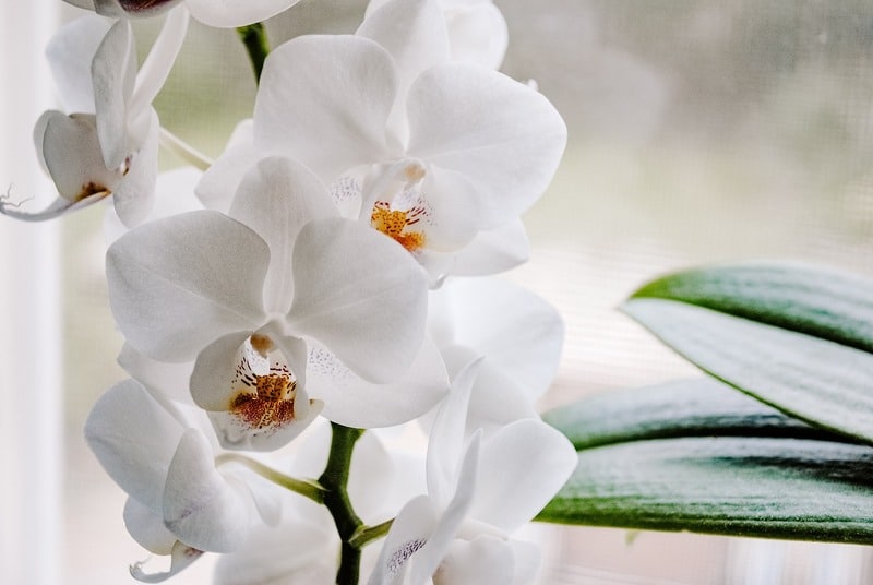 7ª Exposição Nacional de Orquídeas de Venda Nova será em setembro