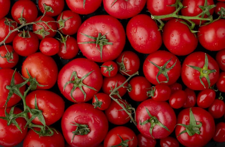 Doença do tomate é registrada no norte da Argentina