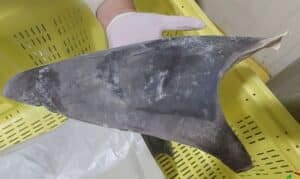 O Ibama apreendeu 28,7 toneladas de barbatanas de tubarão que seriam exportadas, ilegalmente, para a Ásia. As barbatanas declaradas são de duas espécies de tubarão: tubarão Azul (Prionace glauca) e tubarão Anequim, também conhecido como Mako (Isurus oxyrinchus).