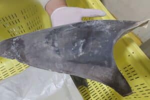 Ibama apreende quase 30 toneladas de barbatanas de tubarão