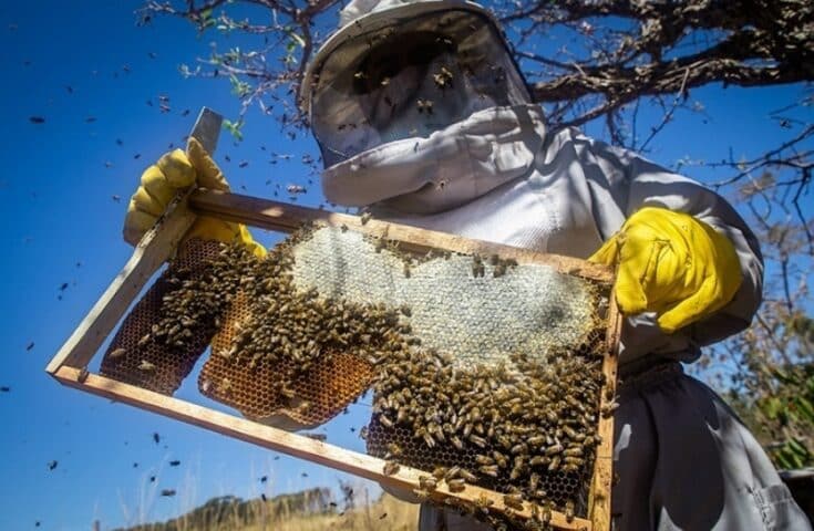 Senar oferece capacitações gratuitas na área de produção de mel