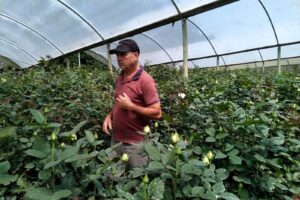 Governo do RJ disponibiliza linha de crédito para floricultura