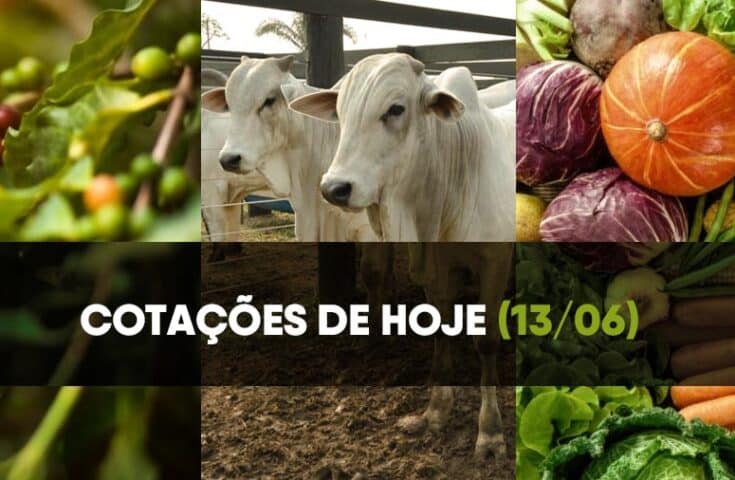 Confira as cotações do café, boi e hortifruti de hoje (13/06)