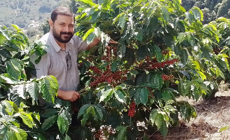 Cafés capixabas: qualidade reconhecida e desenvolvimento com as IGs