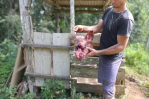 Onça-pintada ataca porca no interior de Domingos Martins