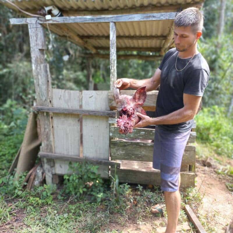 Onça-pintada ataca porca no interior de Domingos Martins