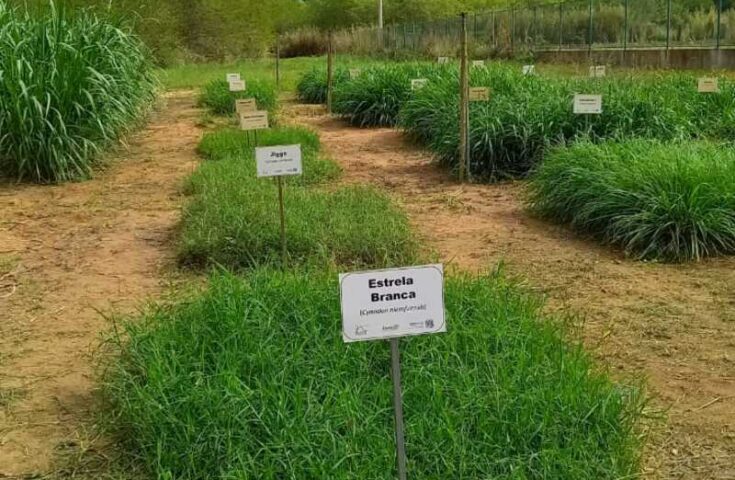 Produtores e estudantes podem visitar Vitrines de Forrageiras