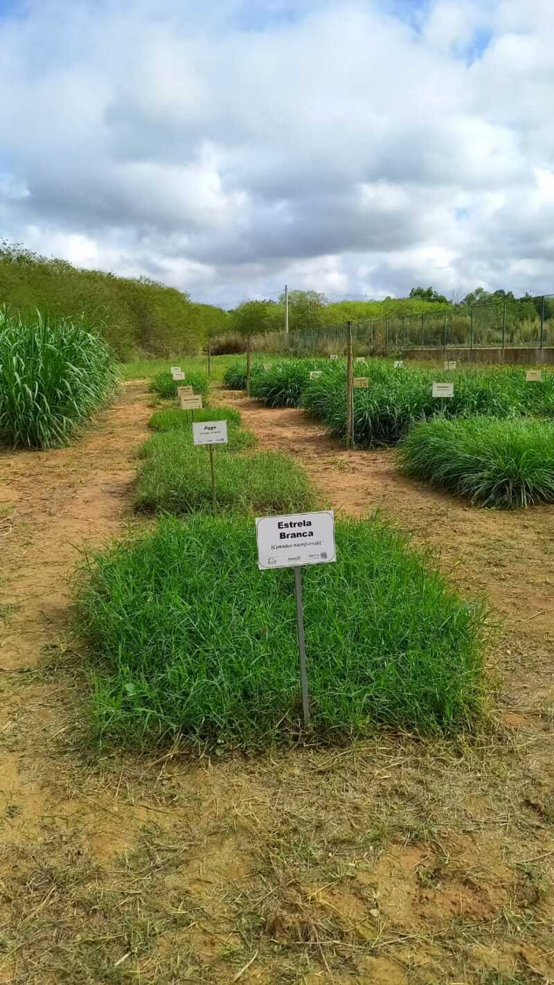 Produtores e estudantes podem visitar Vitrines de Forrageiras