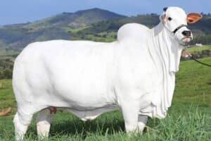 Saiba quanto custa a vaca mais cara do mundo; ela é brasileira