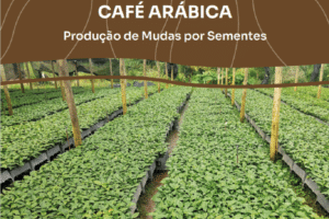 Orientações para produção de mudas de café arábica por sementes