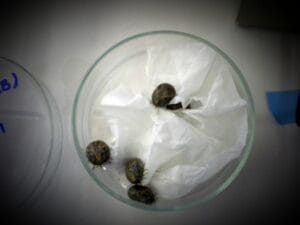 carrapato vacina febre maculosa