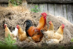 H5N1: Japão suspende compra de aves do ES