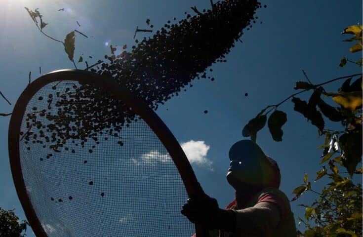 Espírito Santo adere a Protocolo de Boas Práticas na Cafeicultura