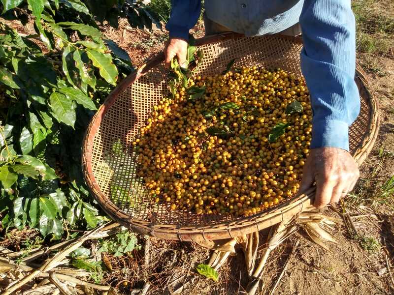 Do ES para o mundo: café capixaba será apresentado em feira na Europa