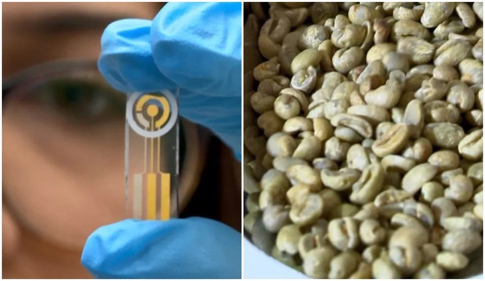 Ufes colabora em sensor que detecta toxina no grão de café em 30 min