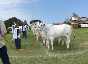 ACNB-11-Exponel-de-Vila-Velha-ES-e-a-ultima-Exposicao-Ouro-da-raca-Nelore-em-2023-foto-divulgacao