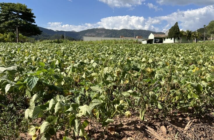 Venda Nova do Imigrante (ES) terá safra recorde de feijão este ano