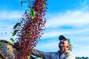 Cafeicultores do Caparaó conquistam prêmios e valorizam IG do Café