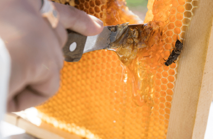 SEAG - Produção de mel no Espírito Santo cresce 13,46%