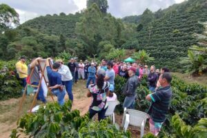 Dia de Campo discute cultivares de café arábica