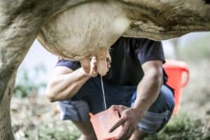 Colatina promove Dia de Campo sobre pecuária leiteira nesta quinta