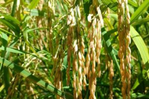 Tradição e memórias afetivas se misturam na produção do arroz capixaba
