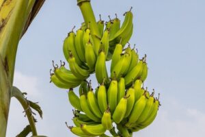 Encontro do Agricultor debate cultivo de cacau, banana, abacate e café