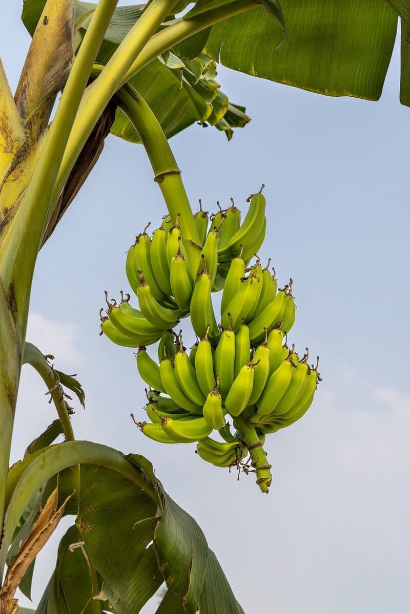 El Niño deve impactar exportação de banana em 2024