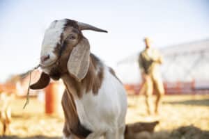 Vargem Alta terá programa para aprimorar genética de ovinos e caprinos