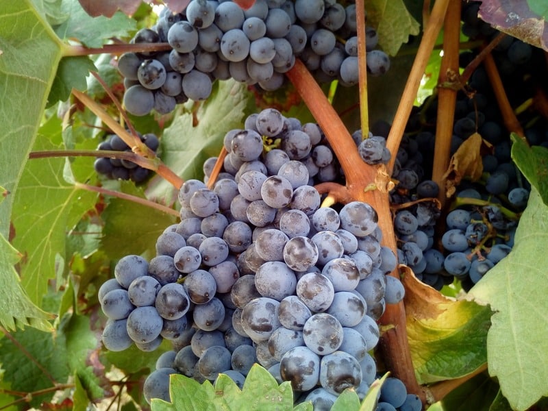 Produção de uva no Estado é tema de oficina do Pedeag 4