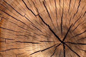 Espírito Madeira 2023 visa fortalecer cadeia produtiva da madeira