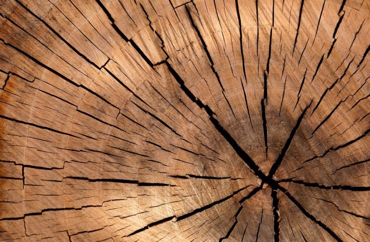 Espírito Madeira 2023 visa fortalecer cadeia produtiva da madeira