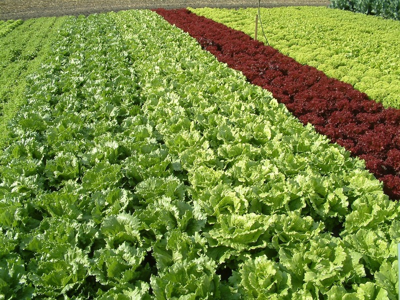 Aprenda cultivar hortaliças gratuitamente e on-line
