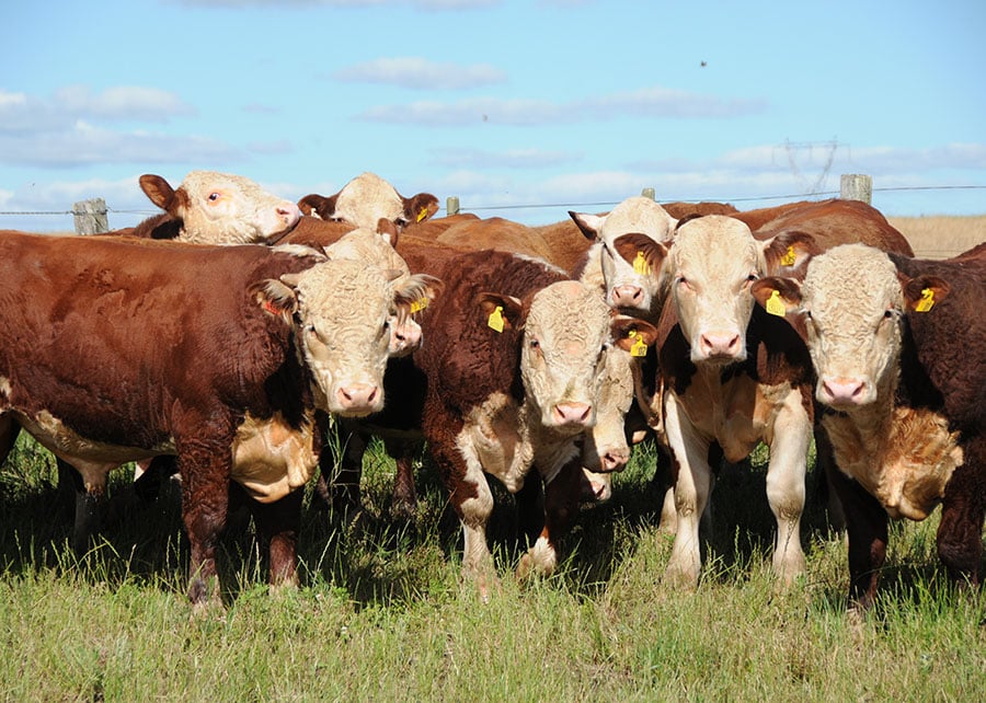 Tecnologia prevê rebanhos bovinos com carne de alta qualidade