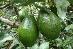 Azeite de abacate capixaba tem processo de patente aceito pelo INPI