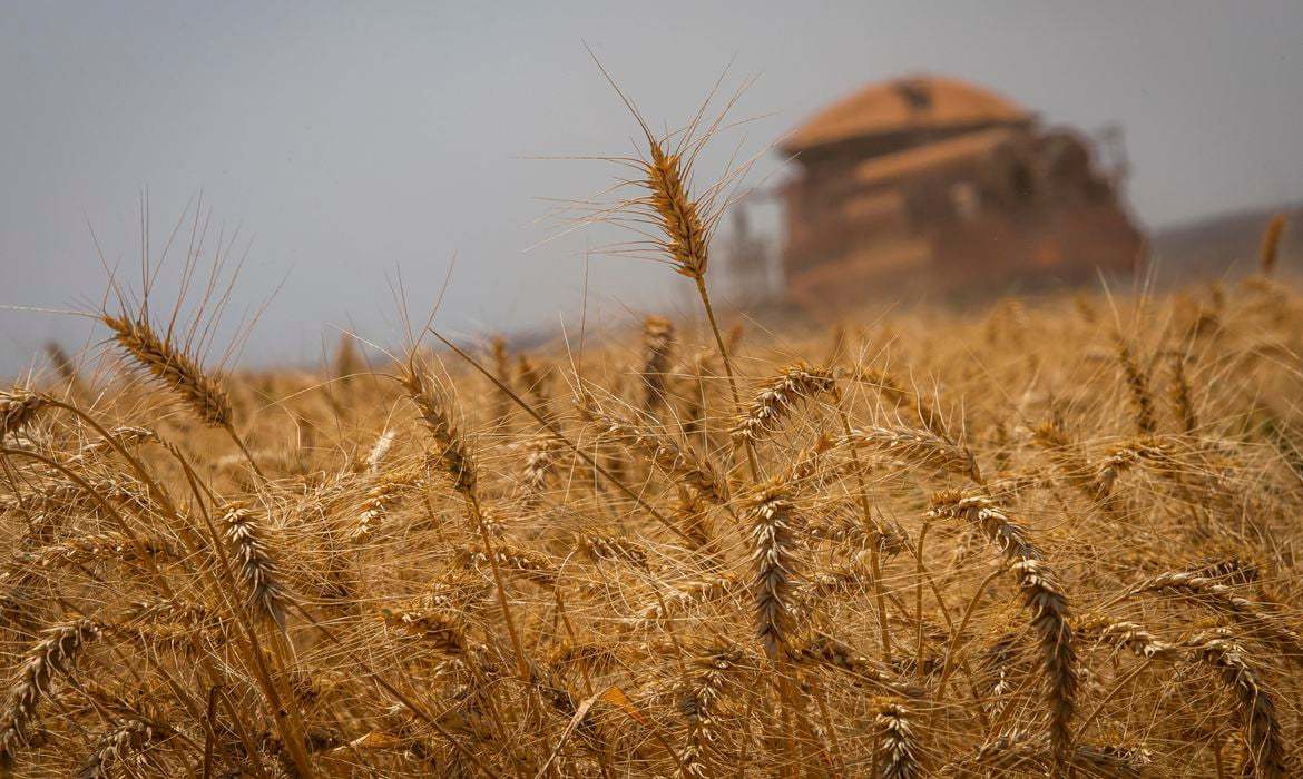 Rússia e Ucrânia: fim do acordo de grãos ameaça segurança alimentar