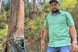 Fazenda Pindobas: referência em floresta de pinus e eucalipto no ES