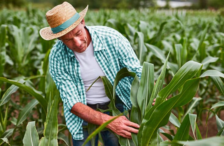 País: Sicoob impulsiona o agro com soluções financeiras sustentáveis