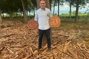 ‘Espírito Madeira’ apresentará floresta comercial mais rápida do mundo