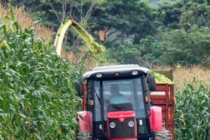Produção de milho do Ifes apresenta resultados acima da média nacional