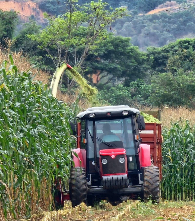 Produção de milho do Ifes apresenta resultados acima da média nacional