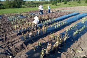 Lona e colheita estratégica revolucionam abacaxicultura no Norte do ES