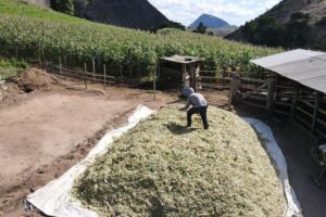 Produção de silagem impulsiona setor leiteiro de família de Vila Pavão