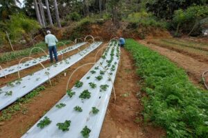 Experimentos inéditos com alho e morango impulsionam agro em Cariacica