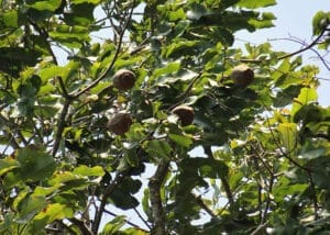 castanheiras