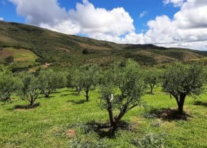 Oliveiras jovens na Serra da Mantiqueira (MG)