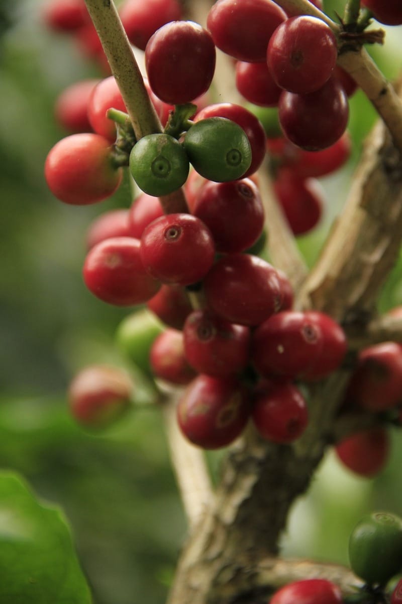 Chuvas diminuem ritmo da colheita de café