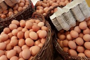 Entreposto de ovos caipira recebe certificado em Viana